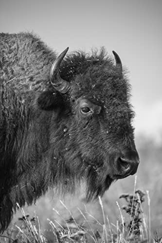 Снимка Бъфало Принт (Без рамка) Вертикално черно-бяло изображение Бизона в Високопланинско прерията в Оклахома Стенно изкуство животни Западен Декор от 4x6 до 40x60