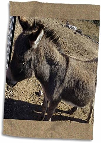 3 Подайте хубава малка шетландского пони от Вейо, щата Юта, с тен на темето и попе - Кърпи (twl-284181-3)